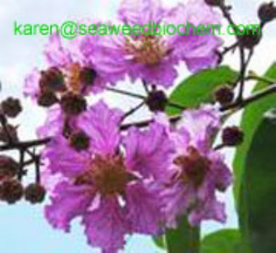 Banaba Leaf Extract/ Corosolic Acid